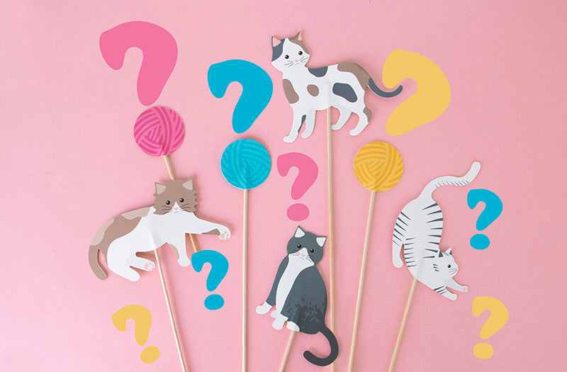 Idee activite anniversaire chat : quiz sur les chats