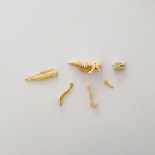 Dinosaure à déterrer : activité anniversaire à thème dinosaure