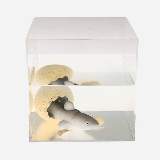 Cadeau anniversaire enfant original : oeuf requin magique à planter