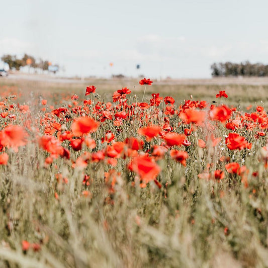 Champs de coquilecots