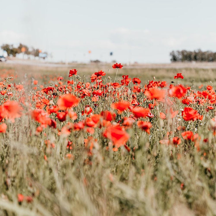 Champs de coquilecots