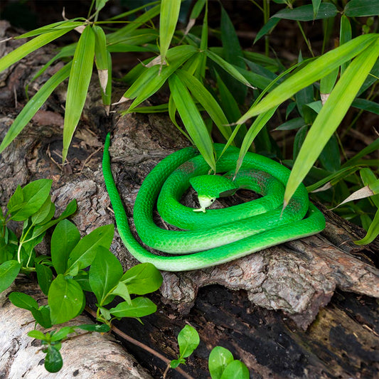 1 cobra en caoutchouc